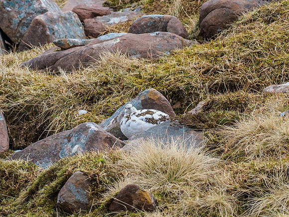 Ptarmigan Two (2) [1903086]