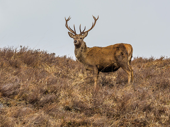 Red Deer Stags (Cervus elaphus) (1) [1903022]
