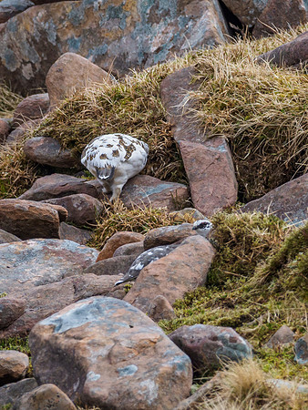 Ptarmigan Two (6) [1903090]