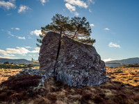 Rock Tree (3) [1903009