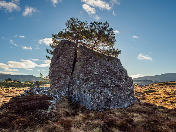 Rock Tree (3) [1903009