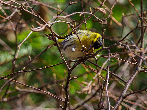 Siskin (Carduelis spinus) (1) [1903077]