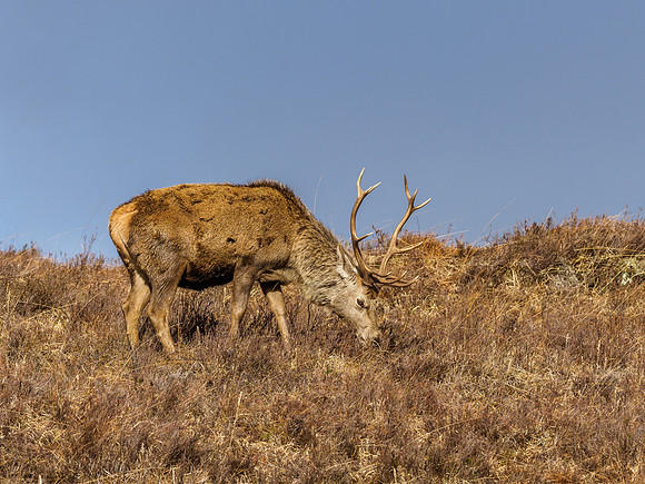 Red Deer Stags (Cervus elaphus) (3) [1903024]