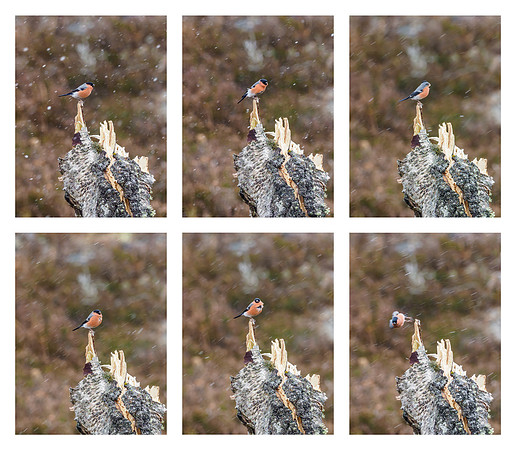 Bullfinch in the Snow (2) [1903033]