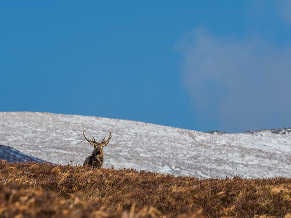Red Deer Stags (Cervus elephus) (13) [1903067]