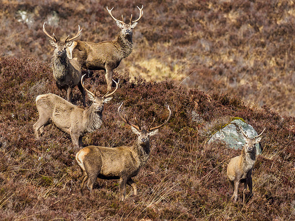 Red Deer Stags (Cervus elephus) (9) [1903063]