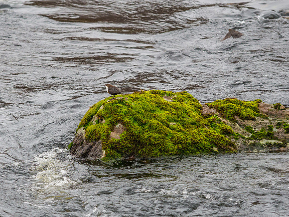 Islands in the Stream (3) [1903057]