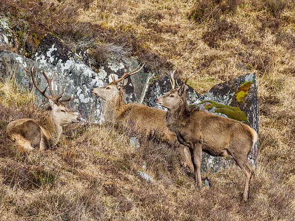 Red Deer Stags (Cervus elaphus) (2) [1903023]
