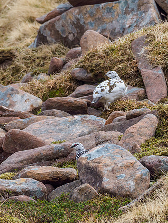 Ptarmigan Two (3) [1903087]