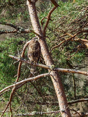 Common Buzzard (Buteo buteo) (2) [1903074]