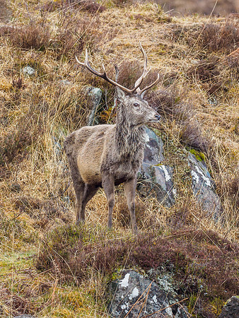 Red Deer Stags (Cervus elaphus) (8) [1903040]