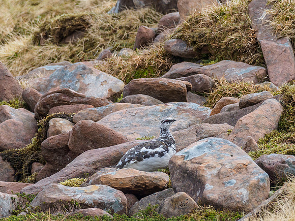 Ptarmigan Two (4) [1903088]