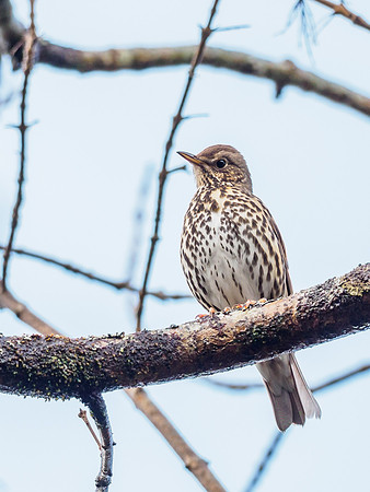 Song Thrush (Turdus philomelos) (2) [1903062]