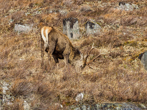 Red Deer Stags (Cervus elaphus) (5) [1903026]