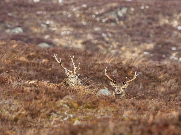 Red Deer Stags (Cervus elephus) (11) [1903065]