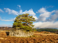Rock Tree (2) [1903008]