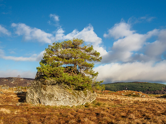 Rock Tree (2) [1903008]