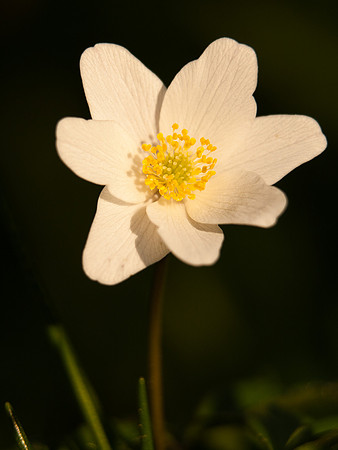 Anenome