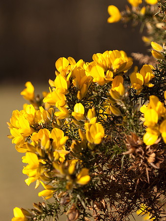 Gorse in Bloom