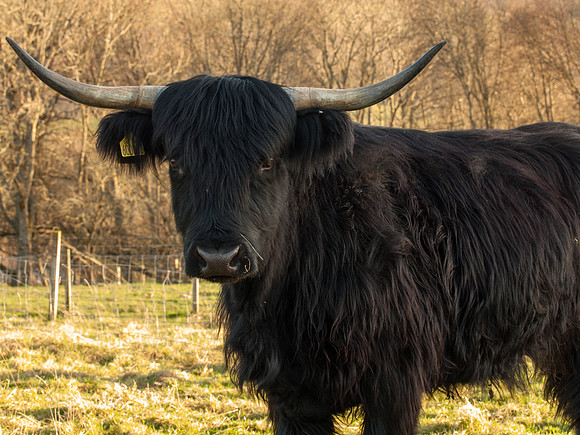 Black Highland Cow