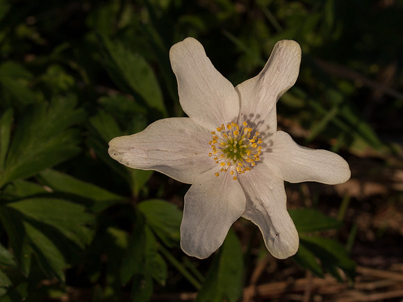 Anenome