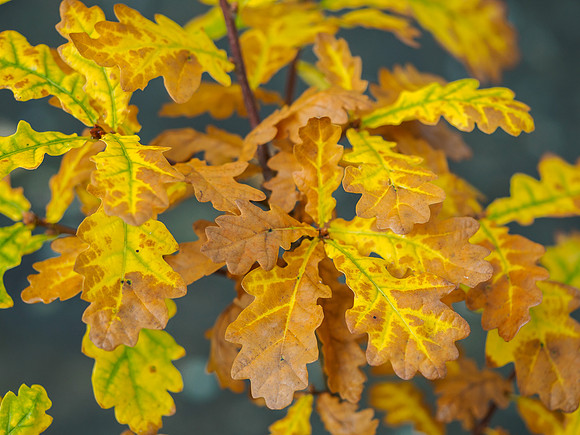 20161019-Garden-EM520005