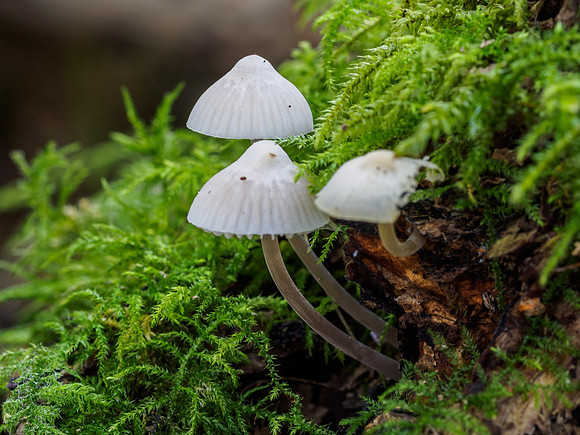 Woodland Fungi