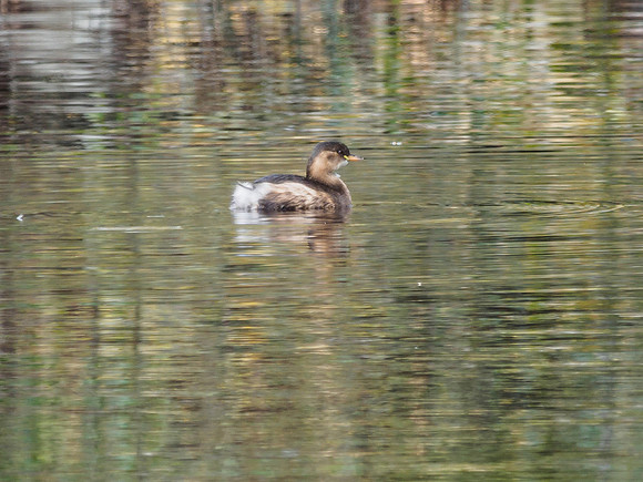 Little Grebe in Winter Plumage