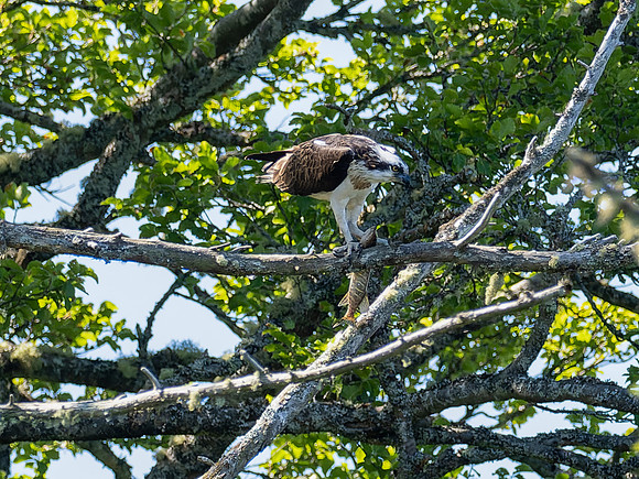 Osprey