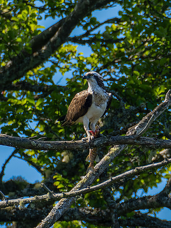 Osprey