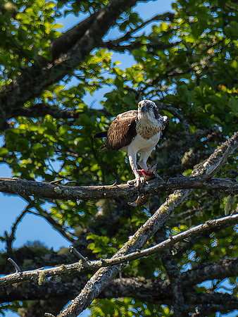 Osprey