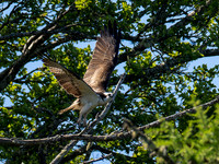 Osprey
