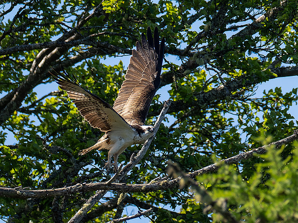 Osprey