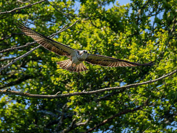 Osprey