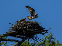 Osprey