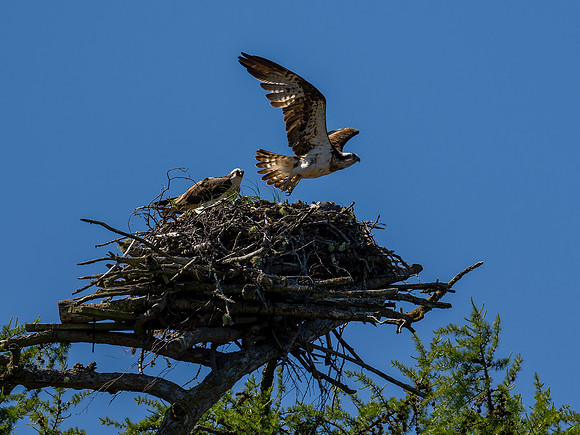 Osprey