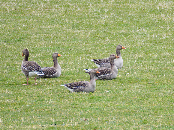 Greylags