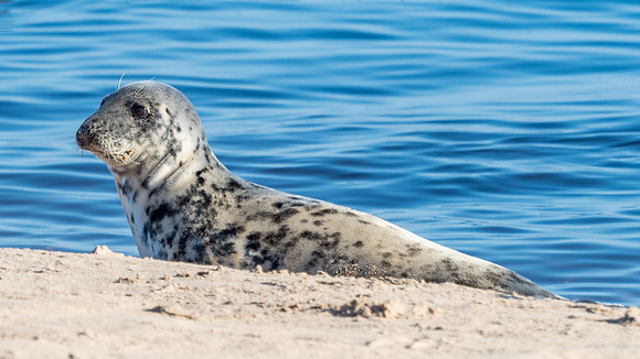 Findhorn Bay Seals