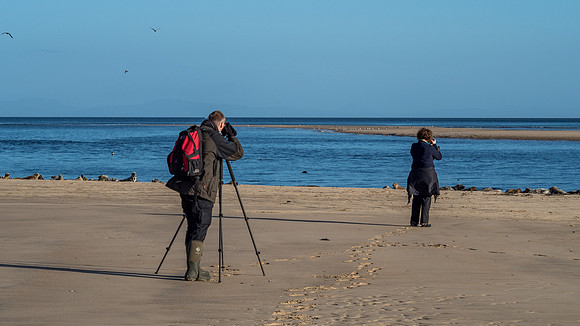 Findhorn Bay Seals