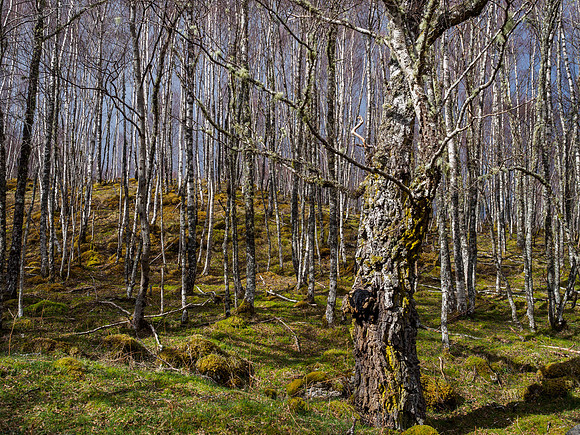 First Trip to Glen Strathfarrar This Year