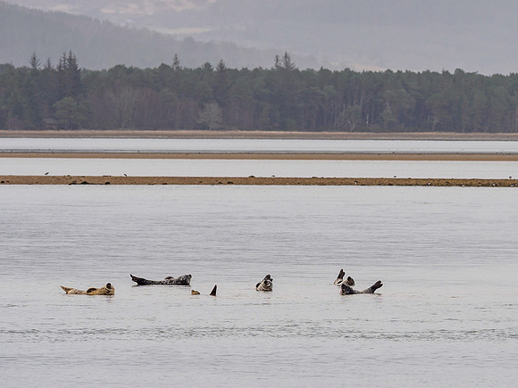 Loch Fleet at Skelbo
