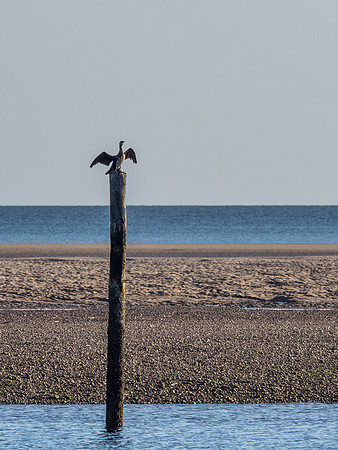 Findhorn Bay Seals