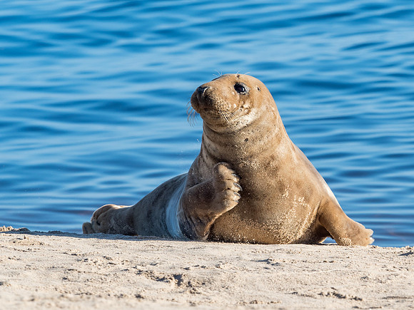 Findhorn Bay Seals