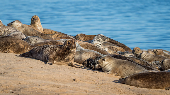 Findhorn Bay Seals