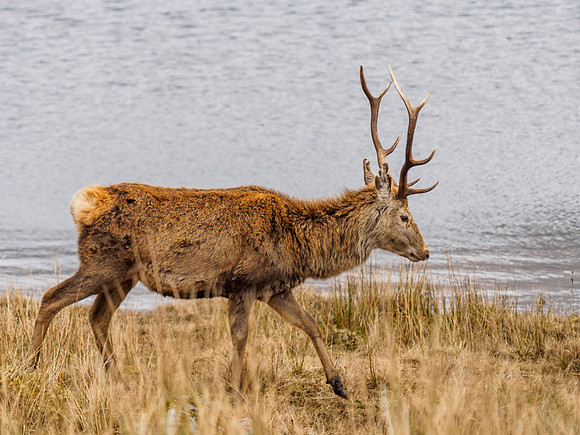 Glen Cannich Stag
