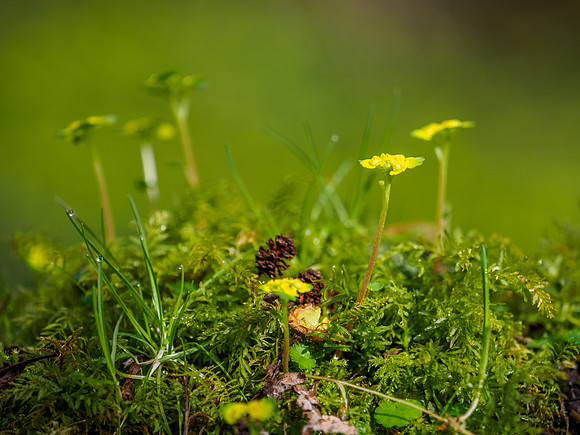 Woodland Floor