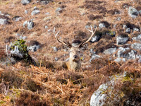 Glen Cannich Stag