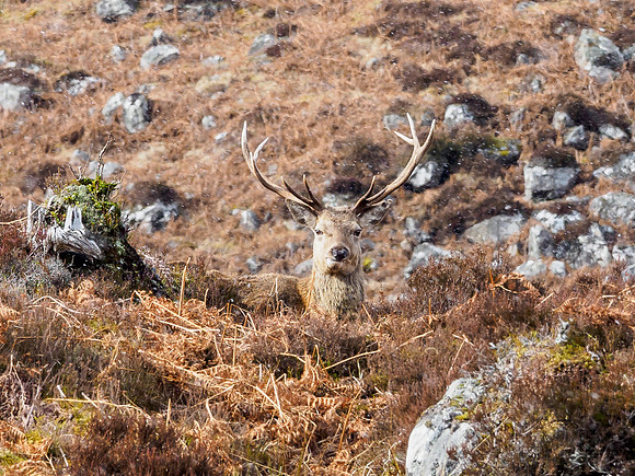 Glen Cannich Stag