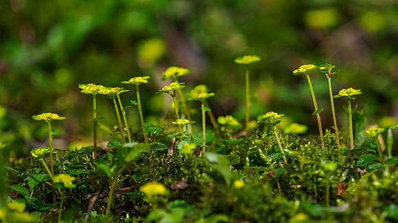 Woodland Floor