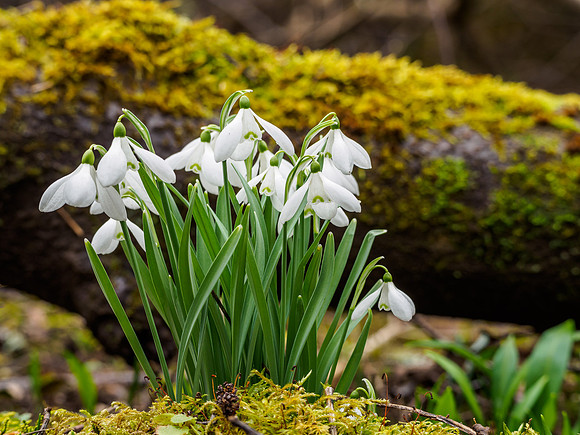 Urquhart Bay Wood Snowdrops